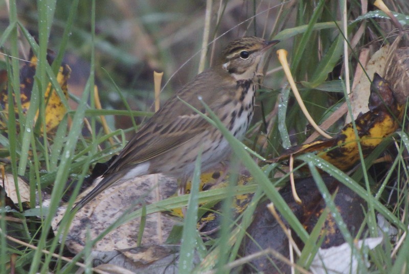 Olive-backed Pipit