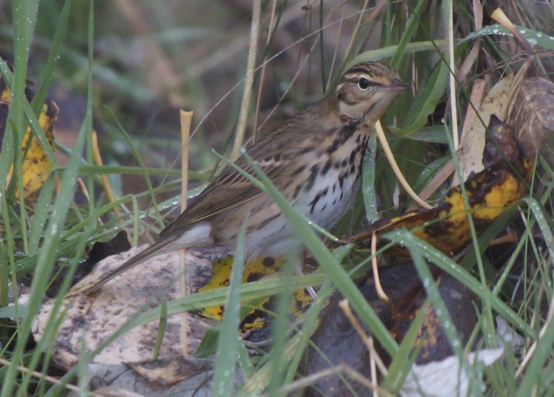 Olive-backed Pipit
