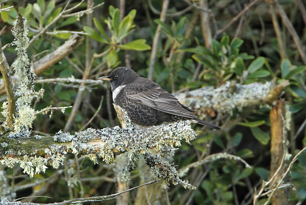 Ring Ouzel