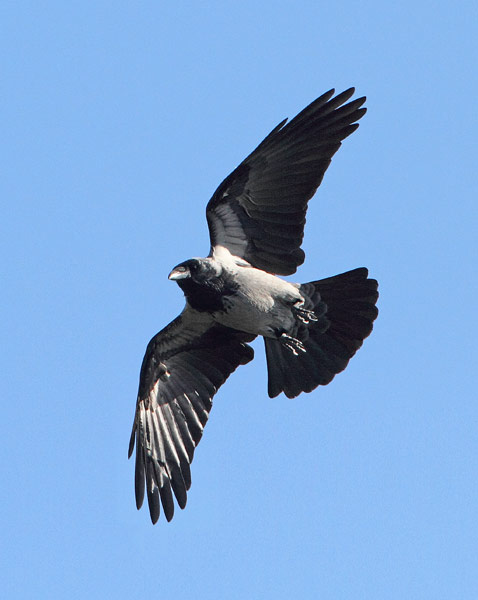 Hooded Crow