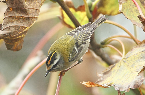 Firecrest