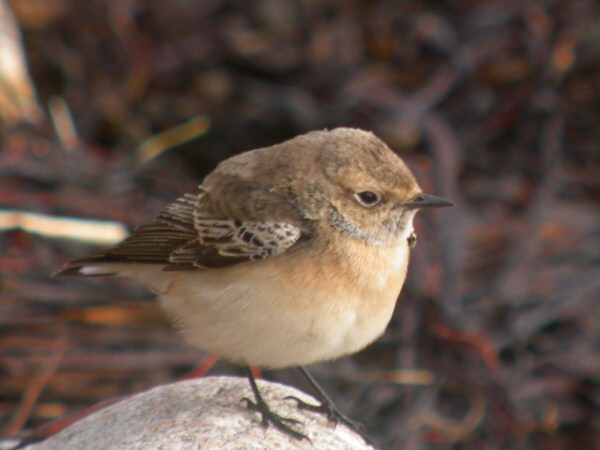 Pied Wheatear