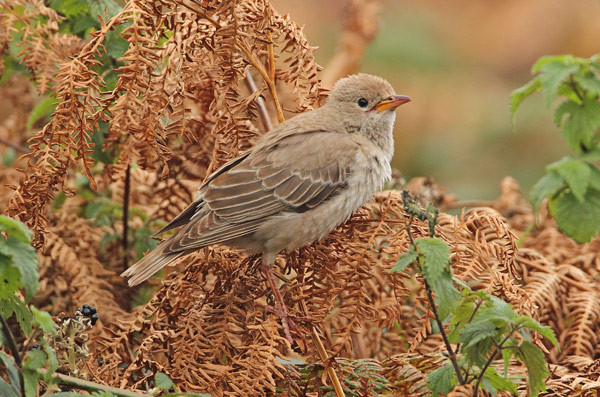 Rose-coloured Starling