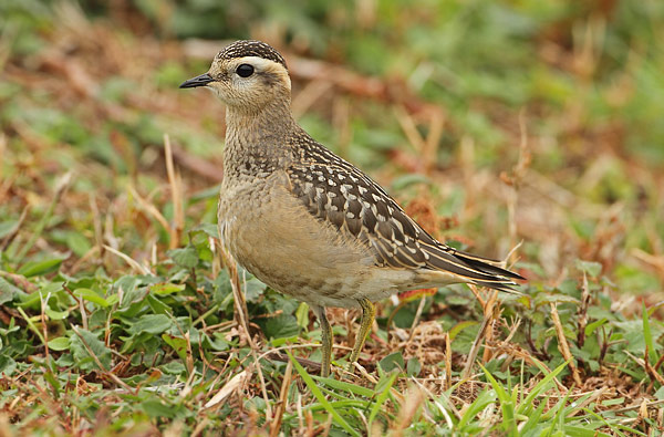Dotterel