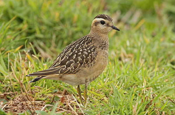 Dotterel
