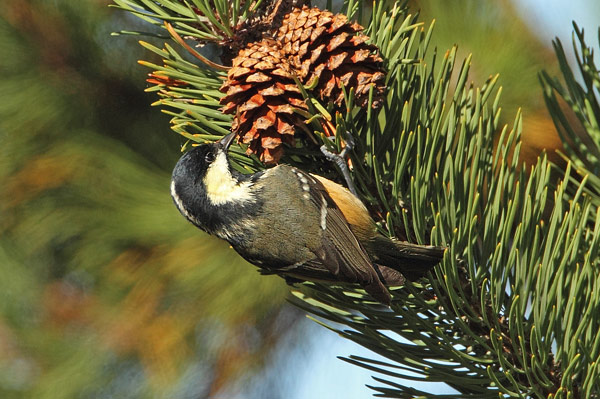 Coal Tit