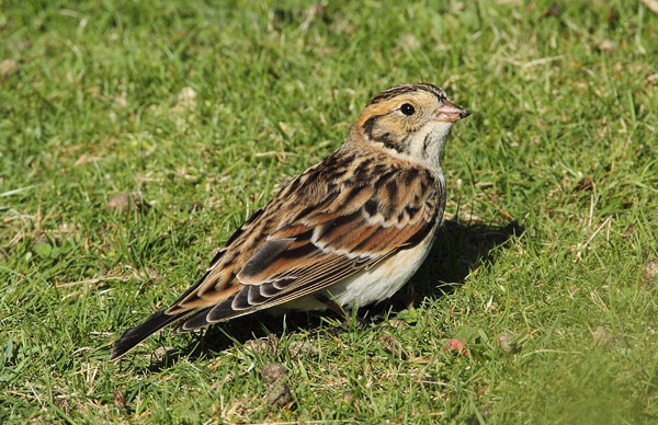Lapland Bunting