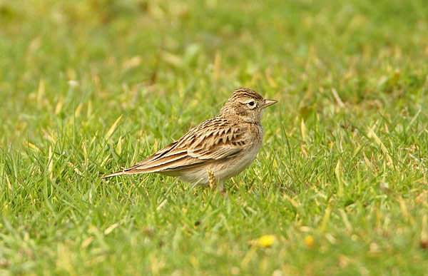 Short-toed Lark