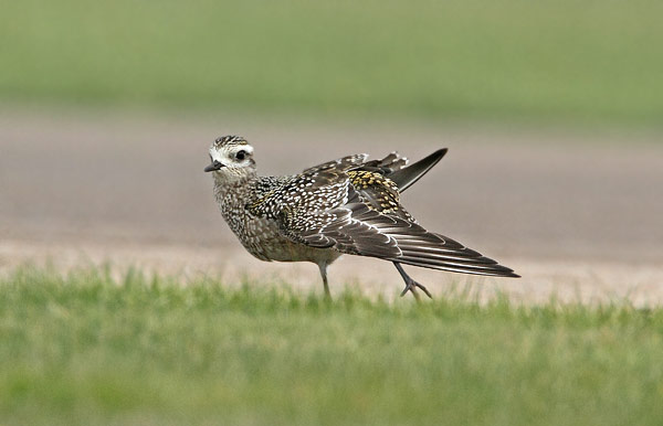 American Golden Plover