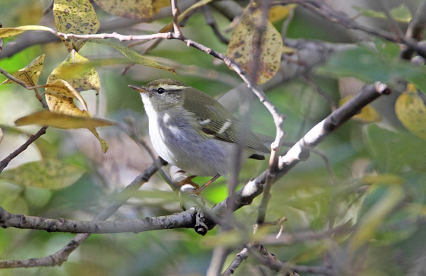 Hume's Yellow-browed Warbler