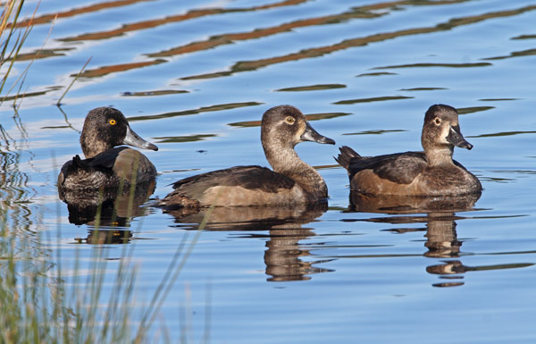 Ring-necked Duck