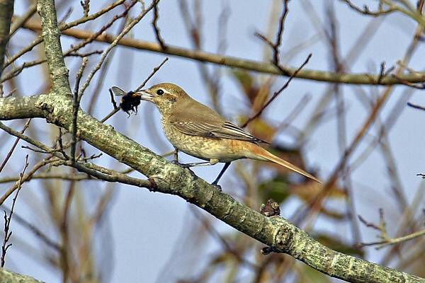 Daurian Shrike