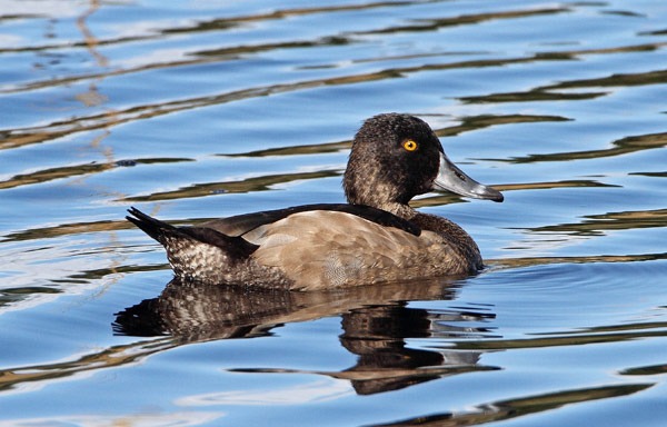 Ring-necked Duck