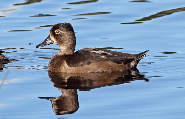 Ring-necked Duck