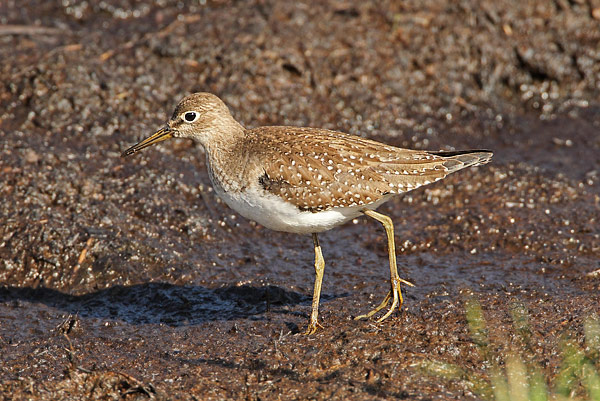 Solitary Sandpiper