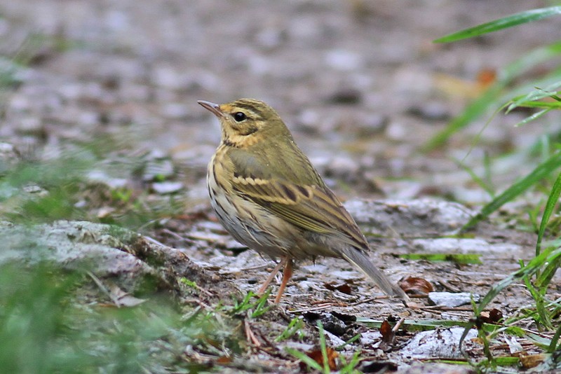 Olive-backed Pipit