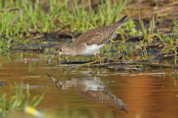 Solitary Sandpiper