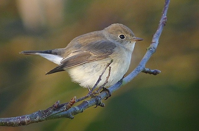 Red-breasted Flycatcher