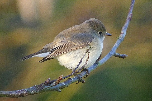 Red-breasted Flycatcher