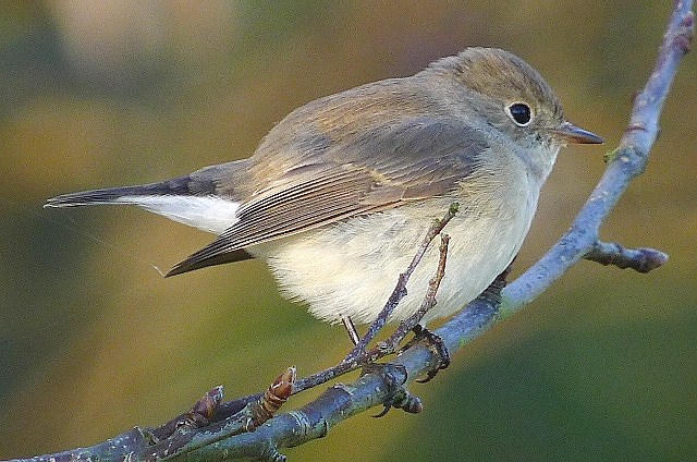 Red-breasted Flycatcher