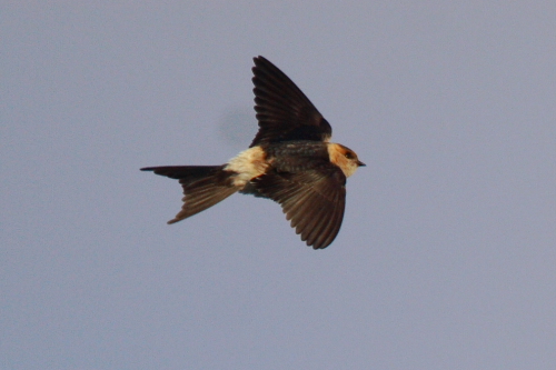 Red-rumped Swallow