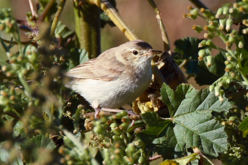 Sykes's Warbler