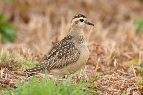 Dotterel