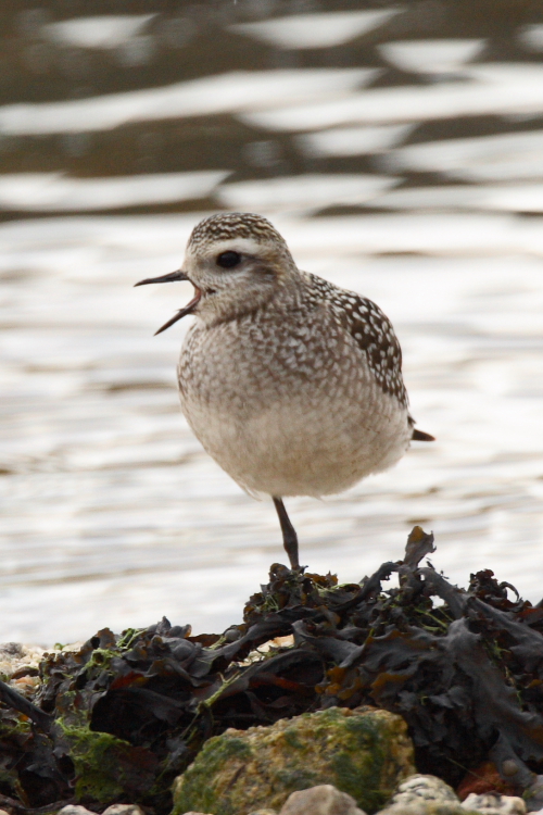American Golden Plover