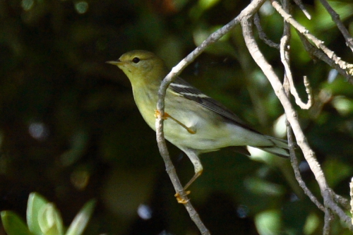 Blackpoll Warbler
