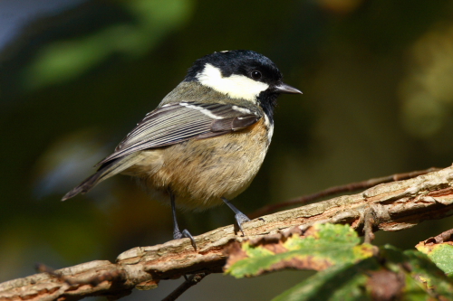 Coal Tit