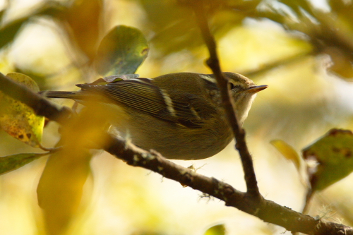 Hume's Yellow-browed Warbler