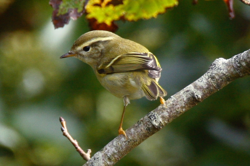 Yellow-browed Warbler
