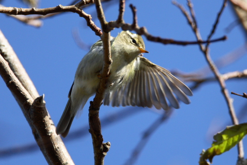 Yellow-browed Warbler