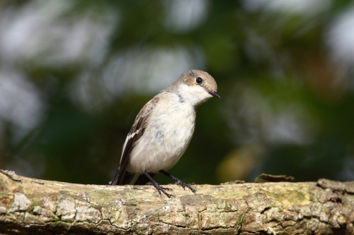 Pied Flycatcher