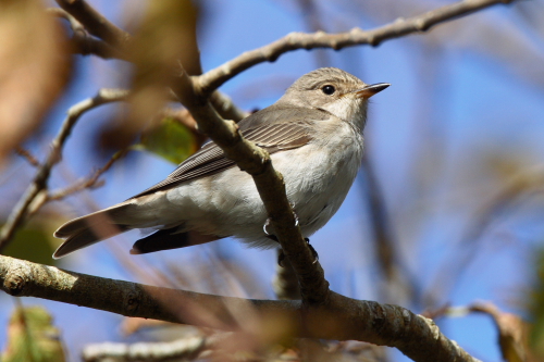 Spotted Flycatcher