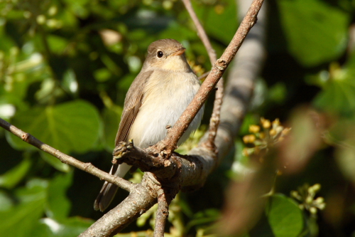 Red-breasted Flycatcher