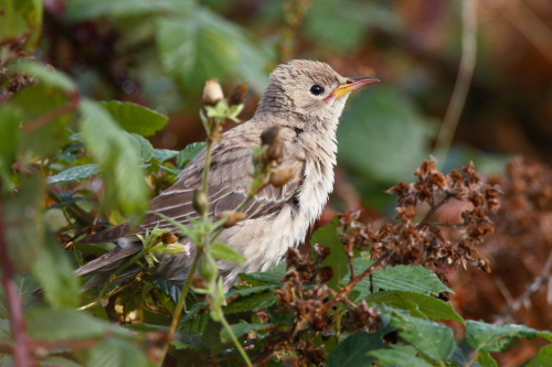 Rose-coloured Starling