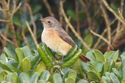Redstart