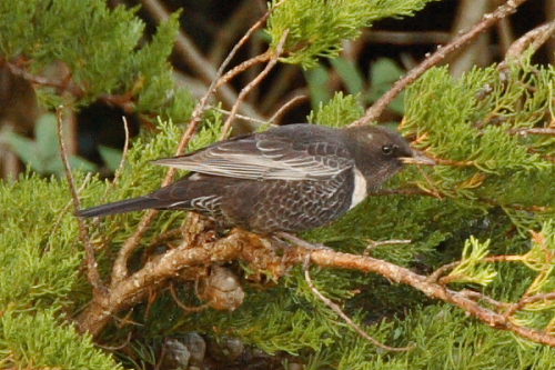 Ring Ouzel