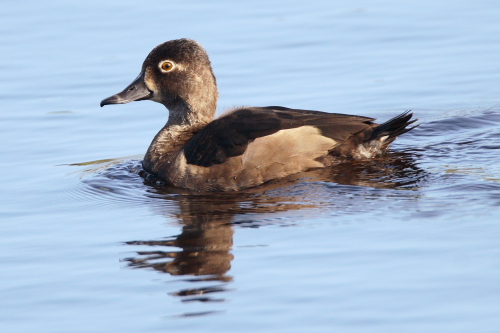 Ring-necked Duck