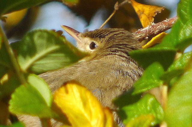 Eastern Olivaceous Warbler