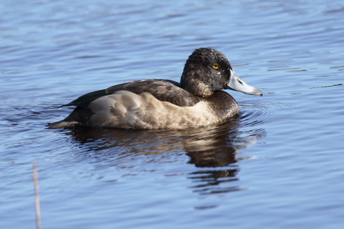 Ring-necked Duck