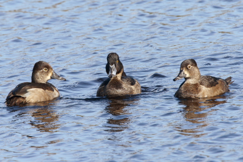 Ring-necked Duck