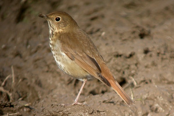 Hermit Thrush