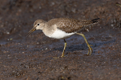 Solitary Sandpiper