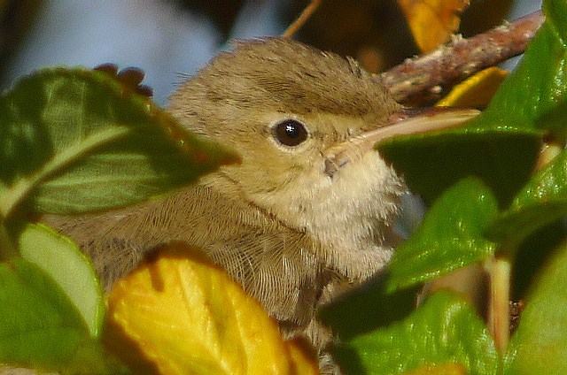 Eastern Olivaceous Warbler