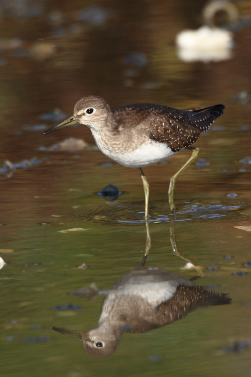 Solitary Sandpiper
