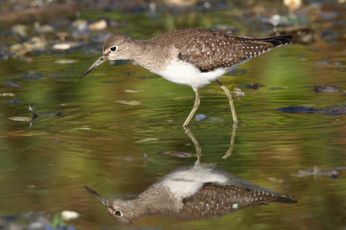 Solitary Sandpiper