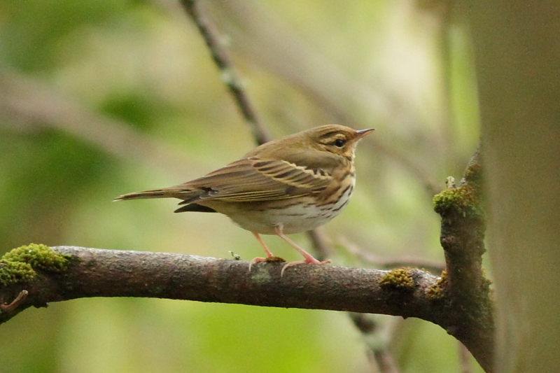 Olive-backed Pipit