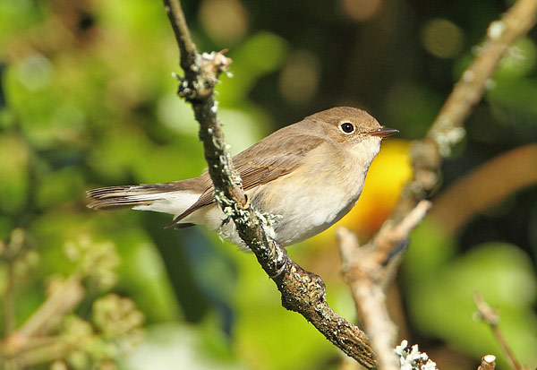 Red-breasted Flycatcher